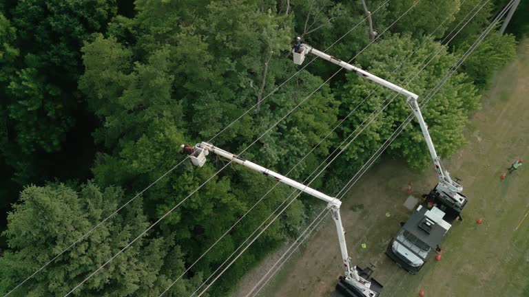 Why Choose Our Tree Removal Services in Bonsall, CA?