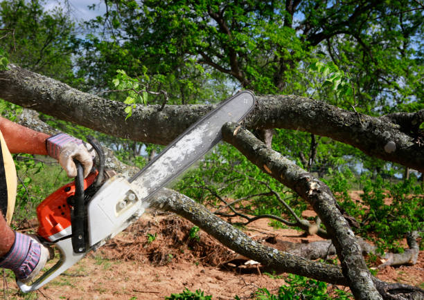 Reliable Bonsall, CA  Tree Services Solutions